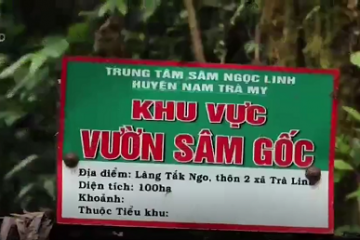 khu-vuong-sam-goc
