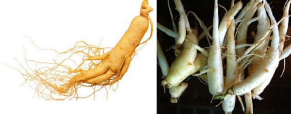 su-khac-nhau-giua-nhan-sam-va-dang-sam